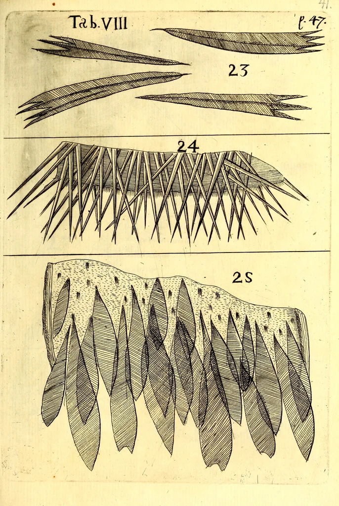 An illustration from Obseruationes circa viuentia, quæ in rebus non viuentibus reperiuntur : Cum micrographia curiosa siue Rerum minutissimarum obseruationibus, quæ ope microscopij recognitæ ad viuum exprimuntur : his accesserunt aliquot animalium testaceorum icones non antea in lucem editæ : omnia curiosorum naturæ exploratorum vtilitati & iucunditati expressa & oblata, 1691, leaf 560