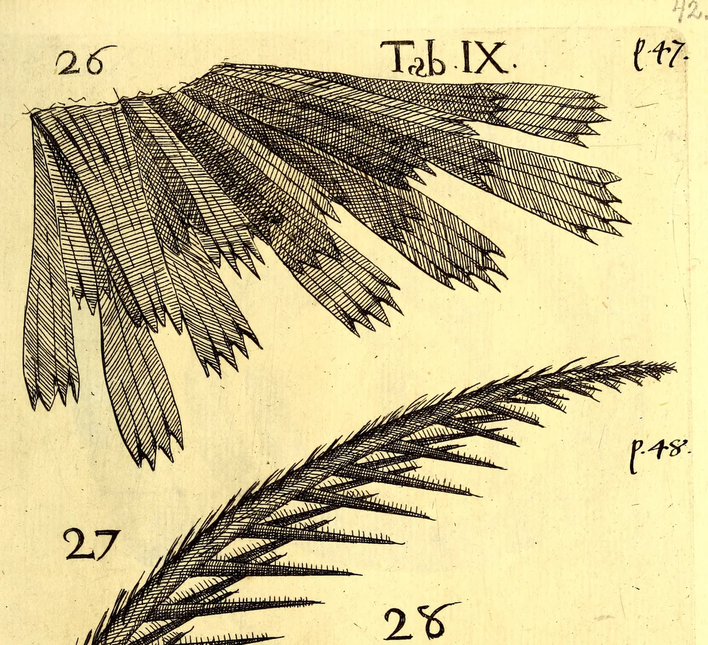 An illustration from Obseruationes circa viuentia, quæ in rebus non viuentibus reperiuntur : Cum micrographia curiosa siue Rerum minutissimarum obseruationibus, quæ ope microscopij recognitæ ad viuum exprimuntur : his accesserunt aliquot animalium testaceorum icones non antea in lucem editæ : omnia curiosorum naturæ exploratorum vtilitati & iucunditati expressa & oblata, 1691, leaf 562