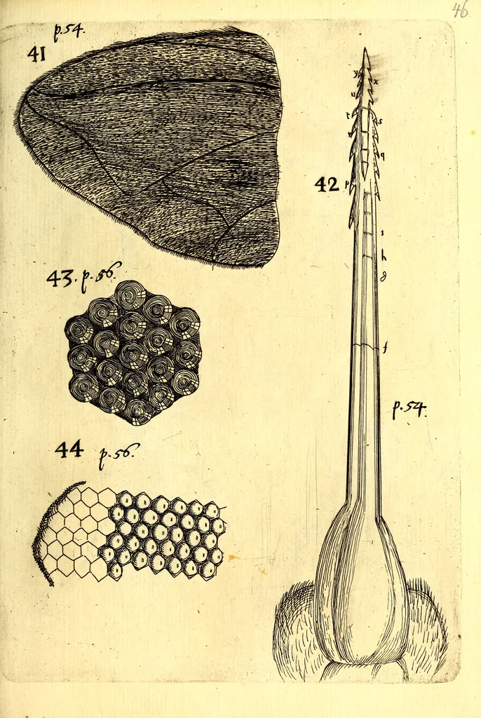 An illustration from Obseruationes circa viuentia, quæ in rebus non viuentibus reperiuntur : Cum micrographia curiosa siue Rerum minutissimarum obseruationibus, quæ ope microscopij recognitæ ad viuum exprimuntur : his accesserunt aliquot animalium testaceorum icones non antea in lucem editæ : omnia curiosorum naturæ exploratorum vtilitati & iucunditati expressa & oblata, 1691, leaf 570