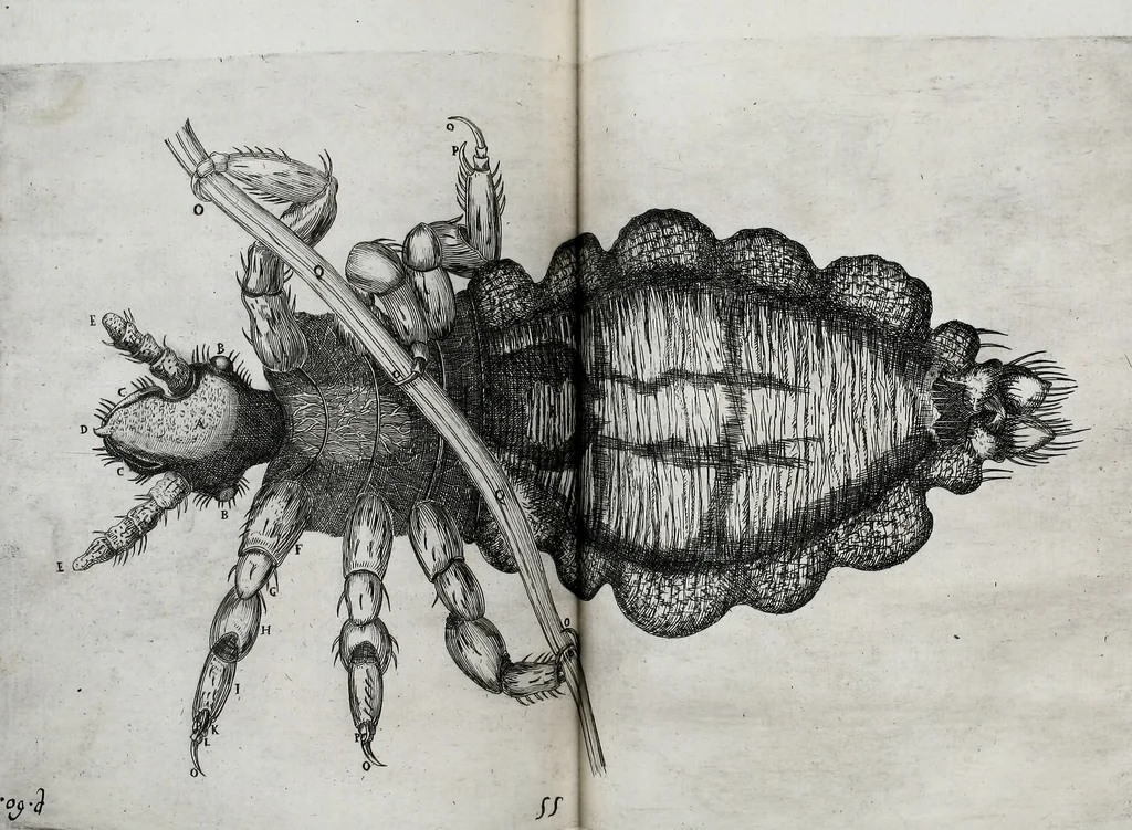 An illustration from Obseruationes circa viuentia, quæ in rebus non viuentibus reperiuntur : Cum micrographia curiosa siue Rerum minutissimarum obseruationibus, quæ ope microscopij recognitæ ad viuum exprimuntur : his accesserunt aliquot animalium testaceorum icones non antea in lucem editæ : omnia curiosorum naturæ exploratorum vtilitati & iucunditati expressa & oblata, 1691, leaf 582