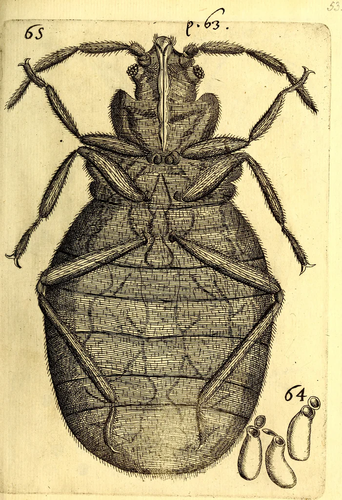 An illustration from Obseruationes circa viuentia, quæ in rebus non viuentibus reperiuntur : Cum micrographia curiosa siue Rerum minutissimarum obseruationibus, quæ ope microscopij recognitæ ad viuum exprimuntur : his accesserunt aliquot animalium testaceorum icones non antea in lucem editæ : omnia curiosorum naturæ exploratorum vtilitati & iucunditati expressa & oblata, 1691, leaf 592