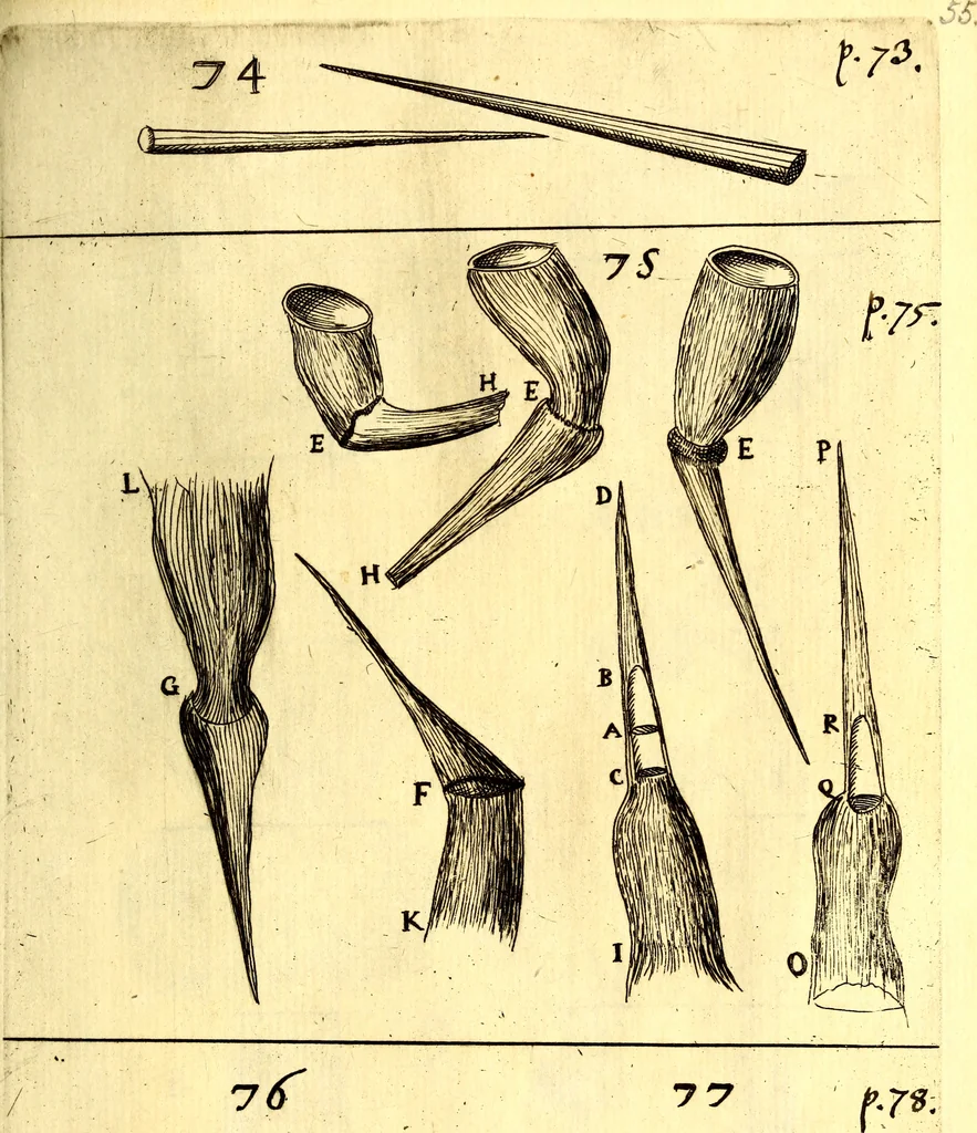 An illustration from Obseruationes circa viuentia, quæ in rebus non viuentibus reperiuntur : Cum micrographia curiosa siue Rerum minutissimarum obseruationibus, quæ ope microscopij recognitæ ad viuum exprimuntur : his accesserunt aliquot animalium testaceorum icones non antea in lucem editæ : omnia curiosorum naturæ exploratorum vtilitati & iucunditati expressa & oblata, 1691, leaf 596
