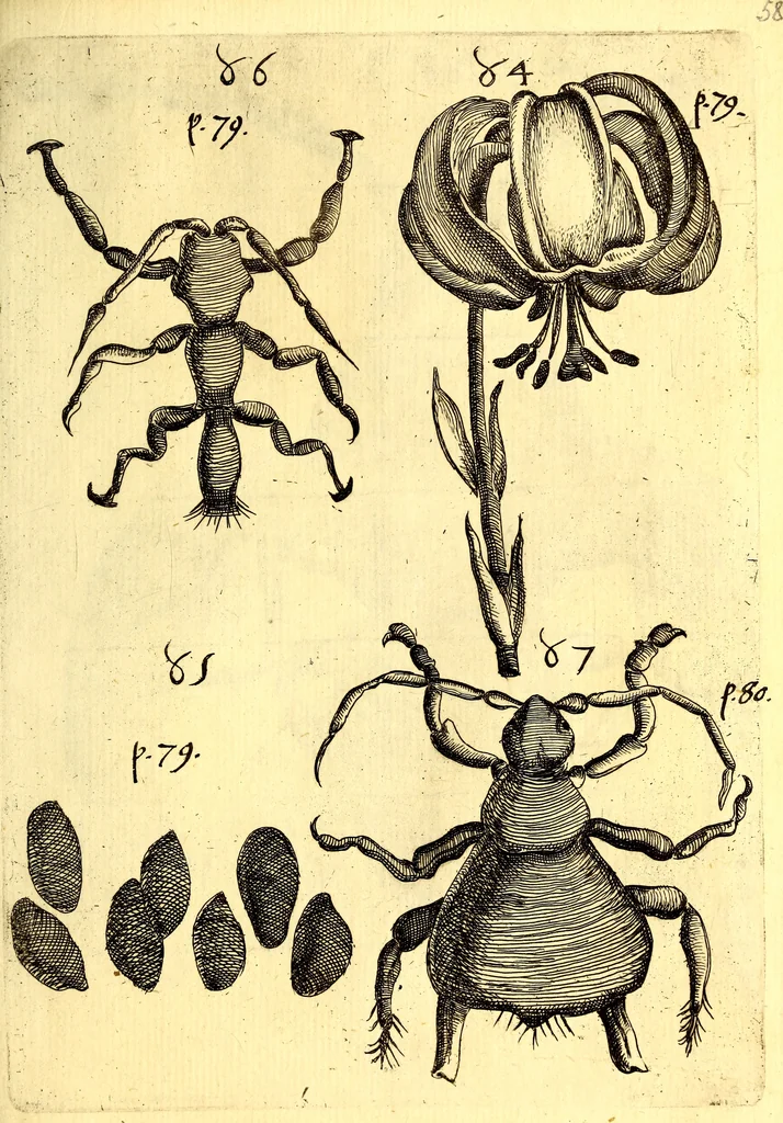 An illustration from Obseruationes circa viuentia, quæ in rebus non viuentibus reperiuntur : Cum micrographia curiosa siue Rerum minutissimarum obseruationibus, quæ ope microscopij recognitæ ad viuum exprimuntur : his accesserunt aliquot animalium testaceorum icones non antea in lucem editæ : omnia curiosorum naturæ exploratorum vtilitati & iucunditati expressa & oblata, 1691, leaf 602