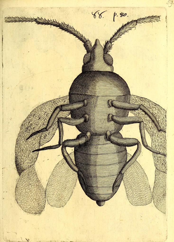 An illustration from Obseruationes circa viuentia, quæ in rebus non viuentibus reperiuntur : Cum micrographia curiosa siue Rerum minutissimarum obseruationibus, quæ ope microscopij recognitæ ad viuum exprimuntur : his accesserunt aliquot animalium testaceorum icones non antea in lucem editæ : omnia curiosorum naturæ exploratorum vtilitati & iucunditati expressa & oblata, 1691, leaf 604