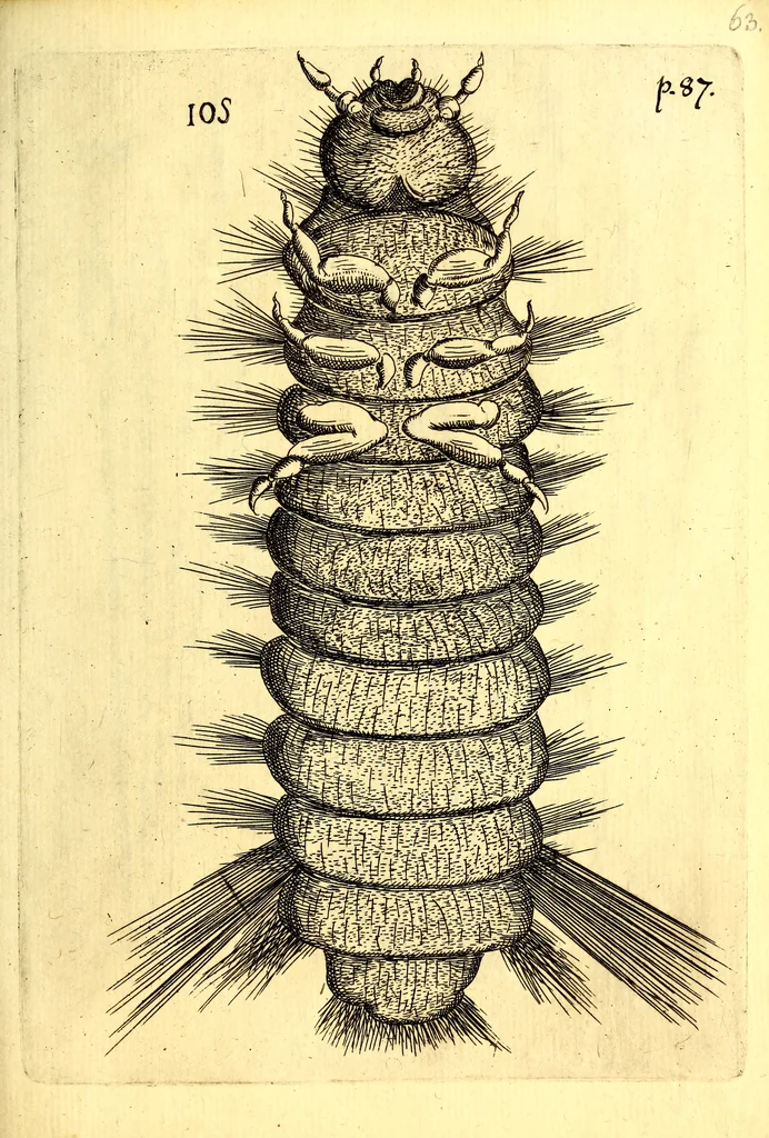 An illustration from Obseruationes circa viuentia, quæ in rebus non viuentibus reperiuntur : Cum micrographia curiosa siue Rerum minutissimarum obseruationibus, quæ ope microscopij recognitæ ad viuum exprimuntur : his accesserunt aliquot animalium testaceorum icones non antea in lucem editæ : omnia curiosorum naturæ exploratorum vtilitati & iucunditati expressa & oblata, 1691, leaf 612