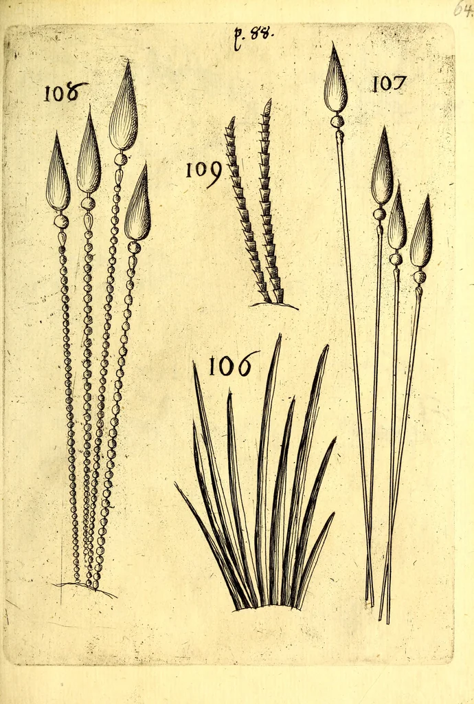 An illustration from Obseruationes circa viuentia, quæ in rebus non viuentibus reperiuntur : Cum micrographia curiosa siue Rerum minutissimarum obseruationibus, quæ ope microscopij recognitæ ad viuum exprimuntur : his accesserunt aliquot animalium testaceorum icones non antea in lucem editæ : omnia curiosorum naturæ exploratorum vtilitati & iucunditati expressa & oblata, 1691, leaf 614