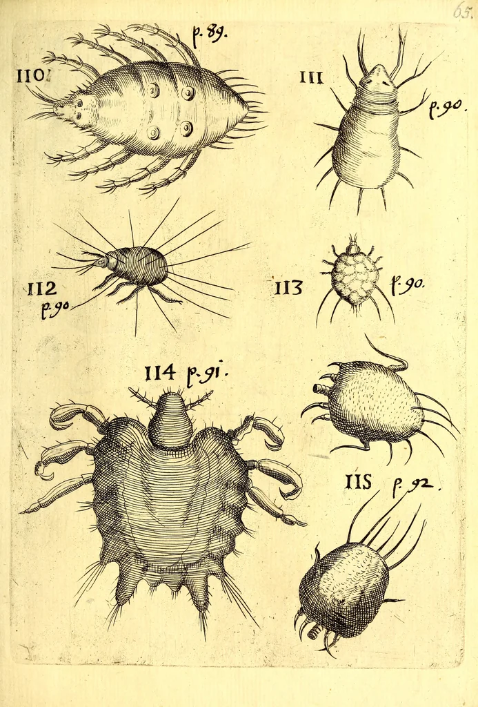 An illustration from Obseruationes circa viuentia, quæ in rebus non viuentibus reperiuntur : Cum micrographia curiosa siue Rerum minutissimarum obseruationibus, quæ ope microscopij recognitæ ad viuum exprimuntur : his accesserunt aliquot animalium testaceorum icones non antea in lucem editæ : omnia curiosorum naturæ exploratorum vtilitati & iucunditati expressa & oblata, 1691, leaf 616