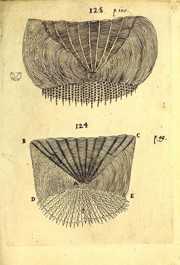 An illustration from Obseruationes circa viuentia, quæ in rebus non viuentibus reperiuntur : Cum micrographia curiosa siue Rerum minutissimarum obseruationibus, quæ ope microscopij recognitæ ad viuum exprimuntur : his accesserunt aliquot animalium testaceorum icones non antea in lucem editæ : omnia curiosorum naturæ exploratorum vtilitati & iucunditati expressa & oblata, 1691, leaf 620