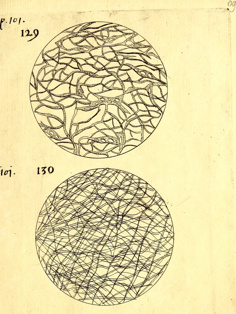 An illustration from Obseruationes circa viuentia, quæ in rebus non viuentibus reperiuntur : Cum micrographia curiosa siue Rerum minutissimarum obseruationibus, quæ ope microscopij recognitæ ad viuum exprimuntur : his accesserunt aliquot animalium testaceorum icones non antea in lucem editæ : omnia curiosorum naturæ exploratorum vtilitati & iucunditati expressa & oblata, 1691, leaf 624