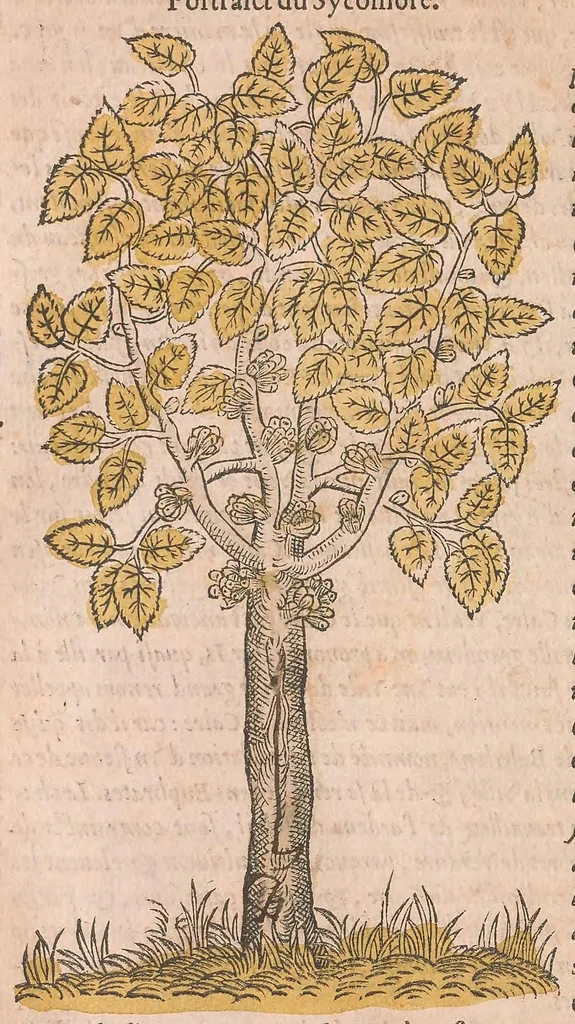 An illustration from Les obseruations de plusieurs singularitez et choses memorables : trouuées en Grece, Asie, Judée, Egypte, Arabie ... en trois livres, 1554, leaf 242