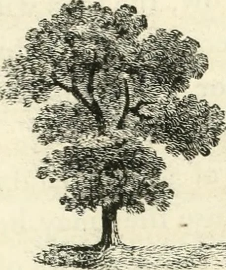 An illustration from Observations on the theory and practice of landscape gardening : including some remarks on Grecian and Gothic architecture, collected from various manuscripts, in the possession of the different noblemen and gentlemen, for whose use they were originally written : the whole tending to establish fixed principles in the respective arts, 1805, leaf 100