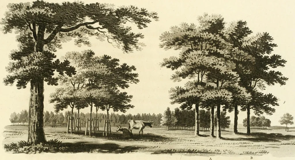 An illustration from Observations on the theory and practice of landscape gardening : including some remarks on Grecian and Gothic architecture, collected from various manuscripts, in the possession of the different noblemen and gentlemen, for whose use they were originally written : the whole tending to establish fixed principles in the respective arts, 1805, leaf 90