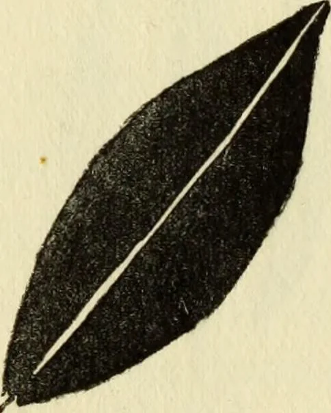 An illustration from Observations and suggestions on brushwork and colour study, 1906, leaf 74