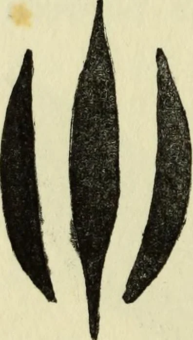 An illustration from Observations and suggestions on brushwork and colour study, 1906, leaf 75