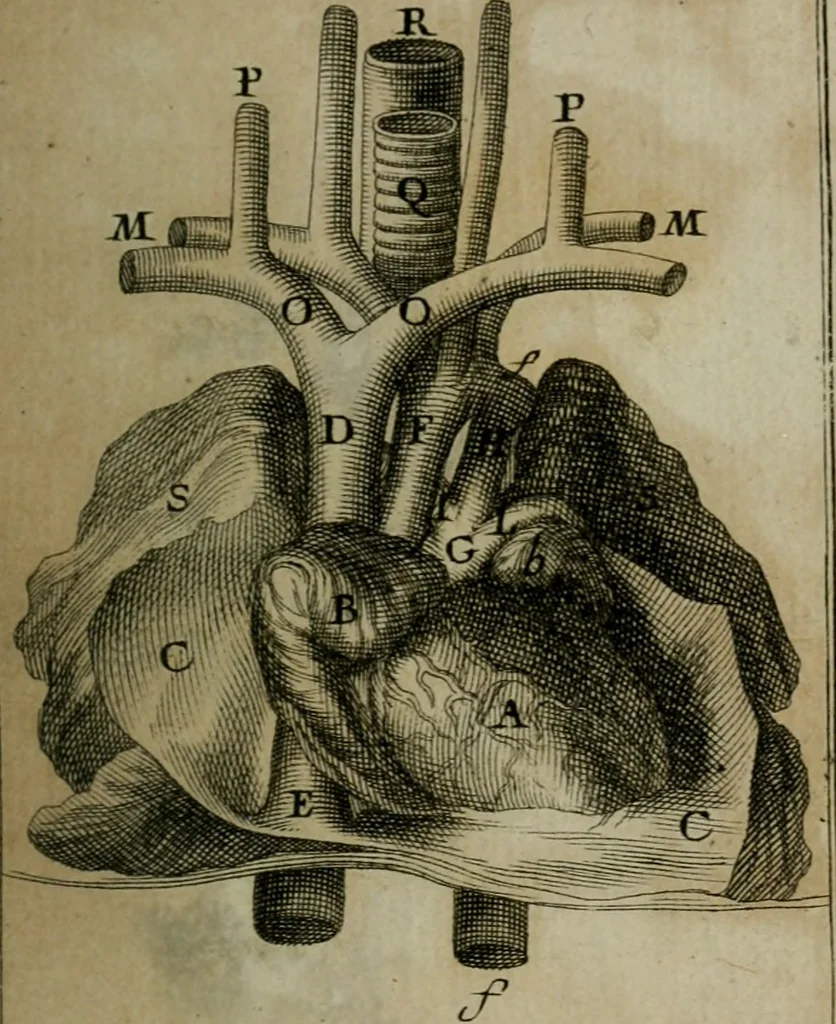 An illustration from Observations sur la maniere de tailler dans les deux sexes pour l'extraction de la pierre, pratiquée par Frere Jacques, 1700, leaf 146
