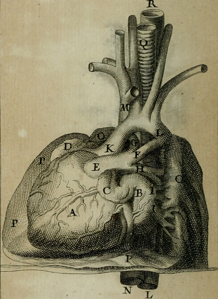 An illustration from Observations sur la maniere de tailler dans les deux sexes pour l'extraction de la pierre, pratiquée par Frere Jacques, 1700, leaf 149