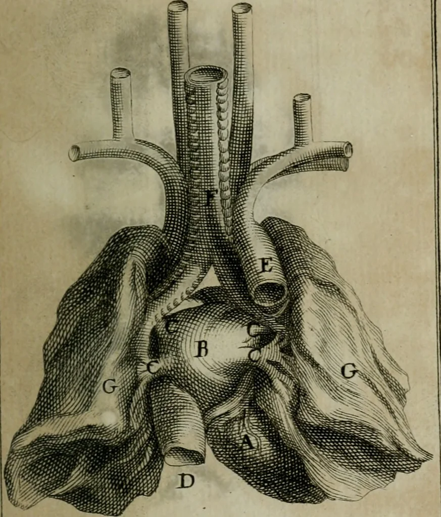 An illustration from Observations sur la maniere de tailler dans les deux sexes pour l'extraction de la pierre, pratiquée par Frere Jacques, 1700, leaf 152