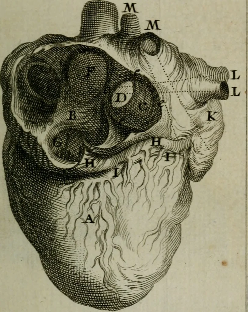 An illustration from Observations sur la maniere de tailler dans les deux sexes pour l'extraction de la pierre, pratiquée par Frere Jacques, 1700, leaf 158