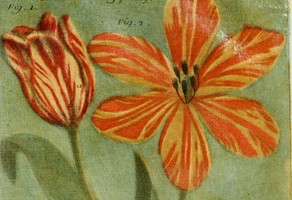 An illustration from Observations sur l'histoire naturelle, sur la physique et sur la peinture, 1752, leaf 104