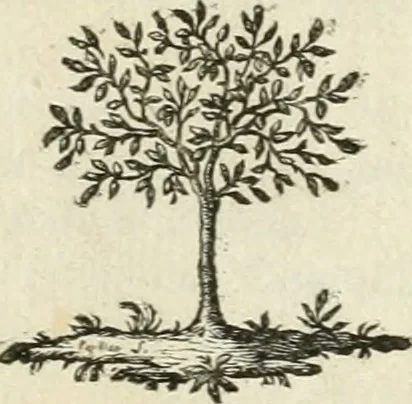 An illustration from Observations sur l'histoire naturelle, sur la physique et sur la peinture, 1752, leaf 6