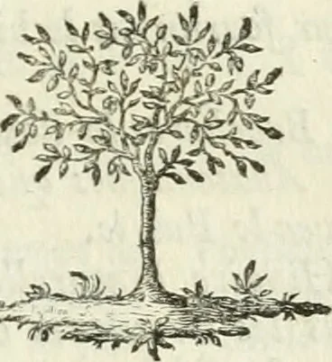 An illustration from Observations sur l'histoire naturelle, sur la physique et sur la peinture, 1752, leaf 84