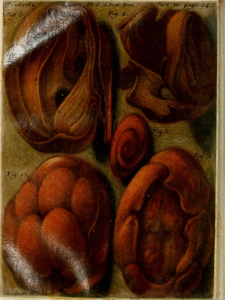 An illustration from Observations sur l'histoire naturelle, sur la physique et sur la peinture, 1752, leaf 109
