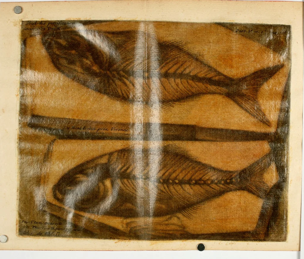 An illustration from Observations sur l'histoire naturelle, sur la physique et sur la peinture, 1752, leaf 120