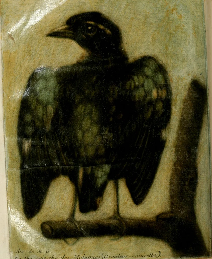 An illustration from Observations sur l'histoire naturelle, sur la physique et sur la peinture, 1752, leaf 169