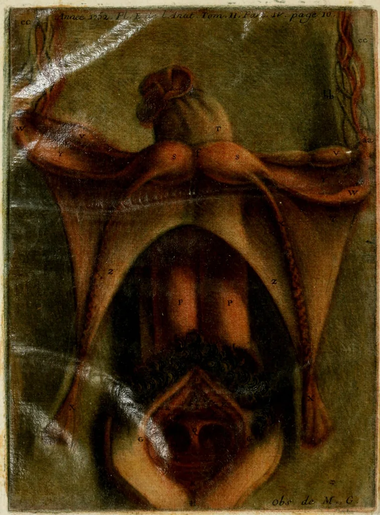 An illustration from Observations sur l'histoire naturelle, sur la physique et sur la peinture, 1752, leaf 17