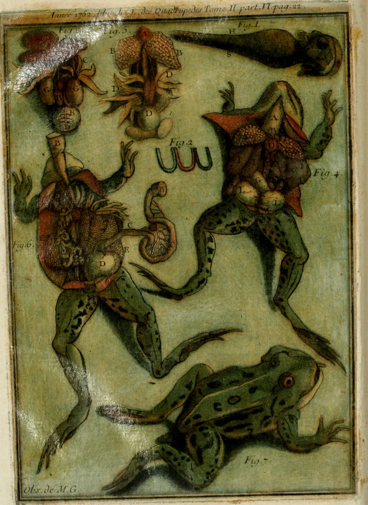An illustration from Observations sur l'histoire naturelle, sur la physique et sur la peinture, 1752, leaf 31