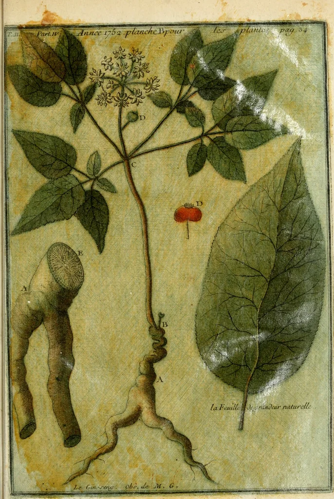 An illustration from Observations sur l'histoire naturelle, sur la physique et sur la peinture, 1752, leaf 36