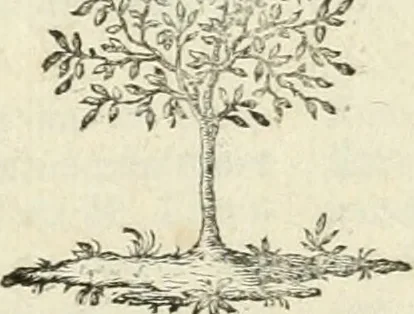 An illustration from Observations sur l'histoire naturelle, sur la physique et sur la peinture, 1752, leaf 6