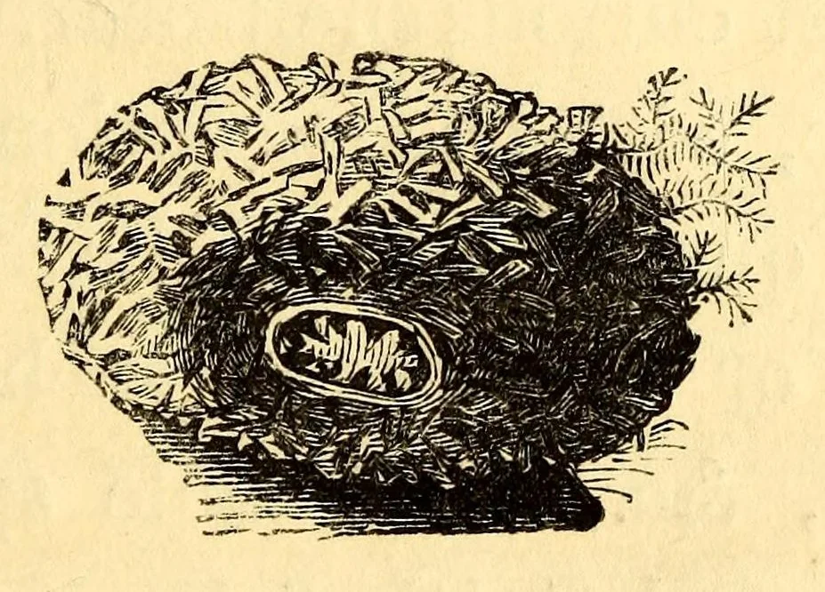 An illustration from Ocean gardens : the history of the marine aquarium, and the best methods now adopted for its establishment and preservation, 1857, leaf 115