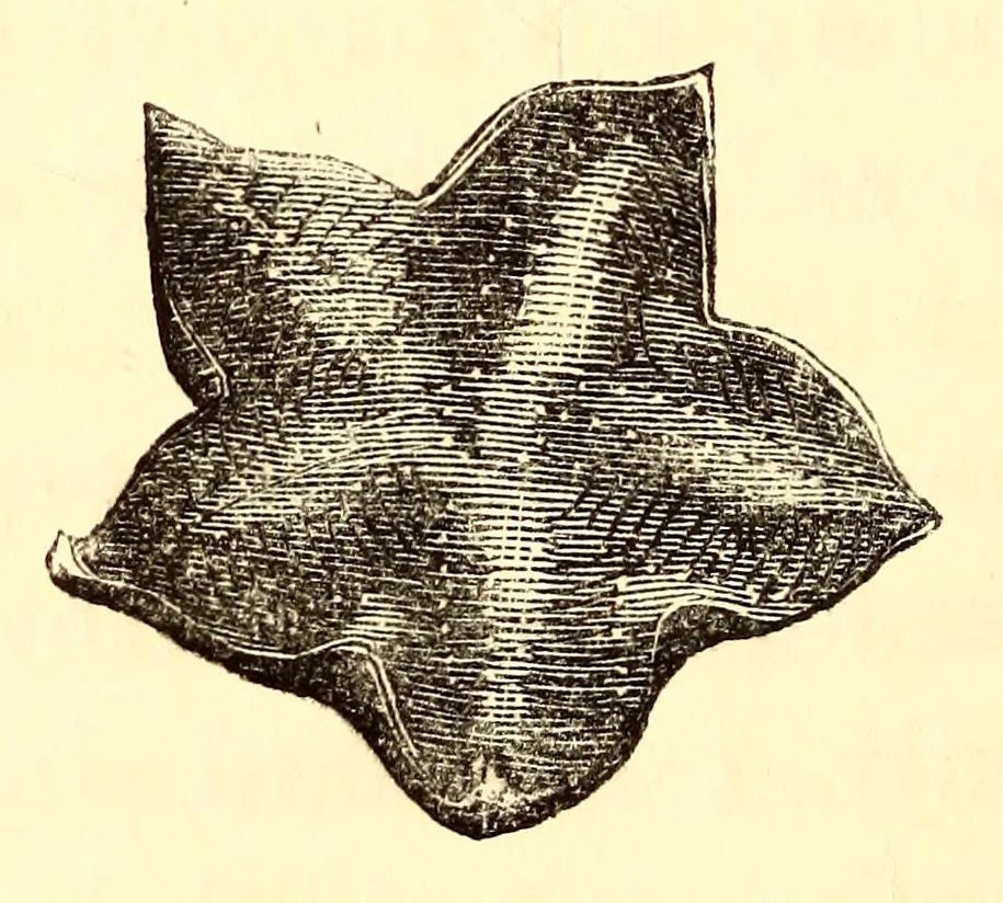 An illustration from Ocean gardens : the history of the marine aquarium, and the best methods now adopted for its establishment and preservation, 1857, leaf 150