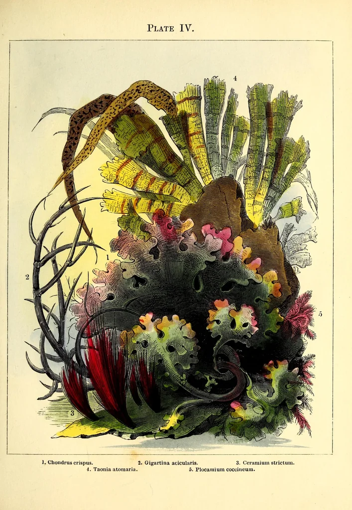 An illustration from Ocean gardens : the history of the marine aquarium, and the best methods now adopted for its establishment and preservation, 1857, leaf 89