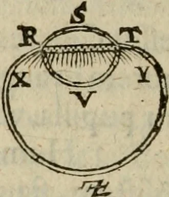 An illustration from Oculus hoc est : fundamentum opticum in quo ex accurata oculi anatome, abstrusarum experientiarum sedula pervestigatione, ex inuisis specierum visibilium tam euerso quam erecto situ spectaculis, necnon solidis rationum momentis radius visualis eruitur sua visioni in oculo sedes decernitur, angvli visorii ingenium aperitur ..., 1619, leaf 29