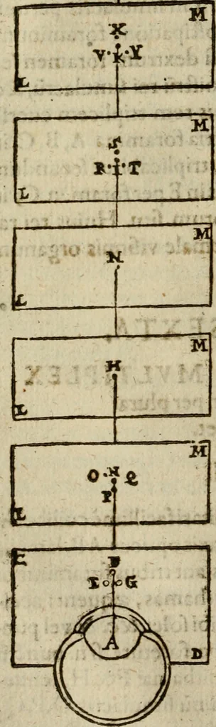 An illustration from Oculus hoc est : fundamentum opticum in quo ex accurata oculi anatome, abstrusarum experientiarum sedula pervestigatione, ex inuisis specierum visibilium tam euerso quam erecto situ spectaculis, necnon solidis rationum momentis radius visualis eruitur sua visioni in oculo sedes decernitur, angvli visorii ingenium aperitur ..., 1619, leaf 59