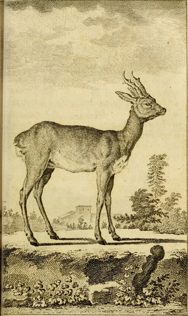 An illustration from Œuvres complètes de M. le C[om]te de Buffon ... : histoire des animaux quadrupèdes, 1775, leaf 112