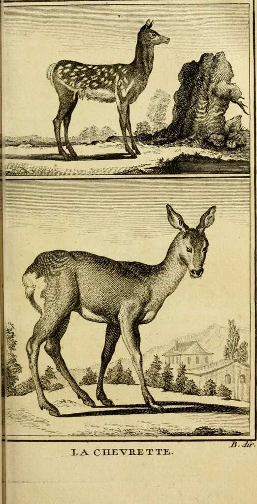 An illustration from Œuvres complètes de M. le C[om]te de Buffon ... : histoire des animaux quadrupèdes, 1775, leaf 114