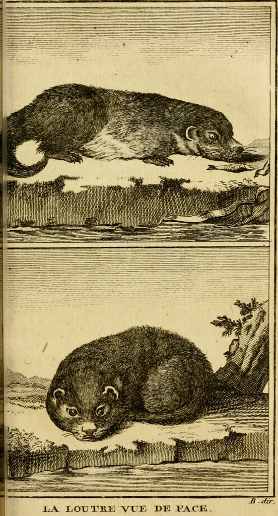 An illustration from Œuvres complètes de M. le C[om]te de Buffon ... : histoire des animaux quadrupèdes, 1775, leaf 262