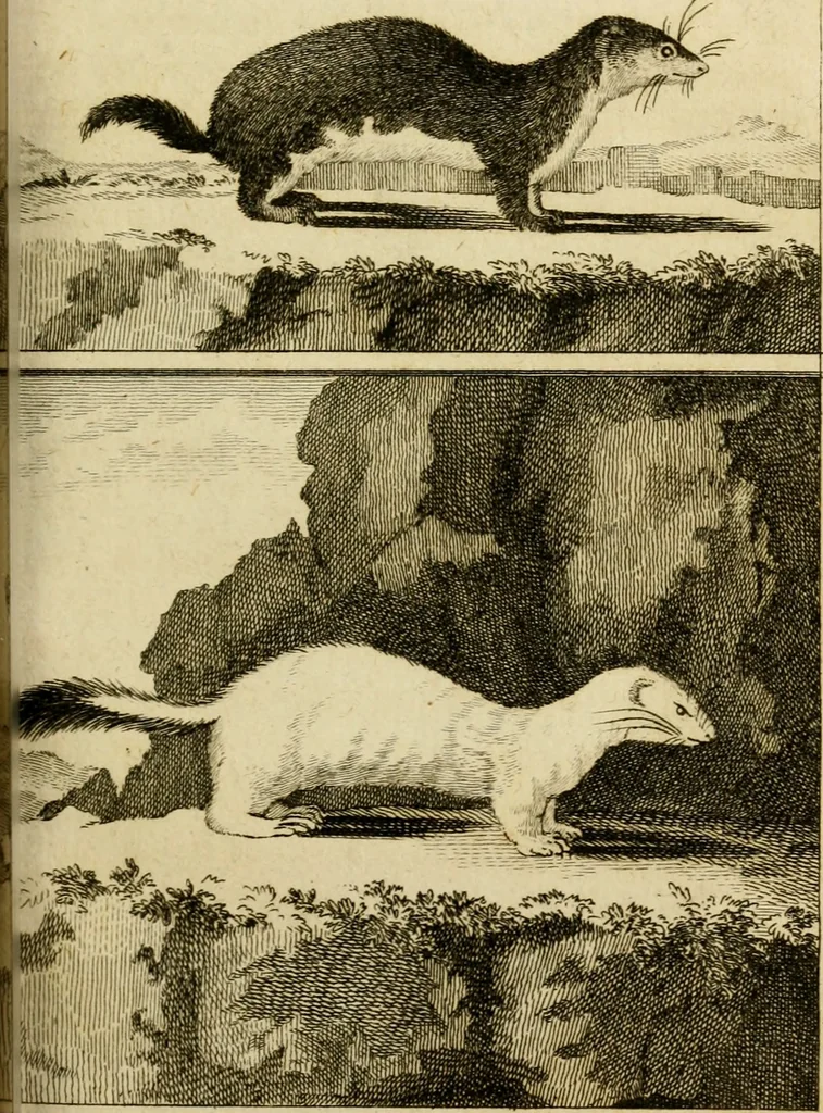 An illustration from Œuvres complètes de M. le C[om]te de Buffon ... : histoire des animaux quadrupèdes, 1775, leaf 300