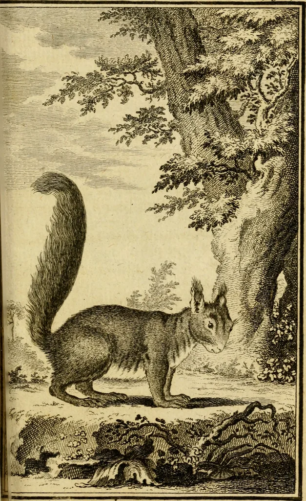 An illustration from Œuvres complètes de M. le C[om]te de Buffon ... : histoire des animaux quadrupèdes, 1775, leaf 308