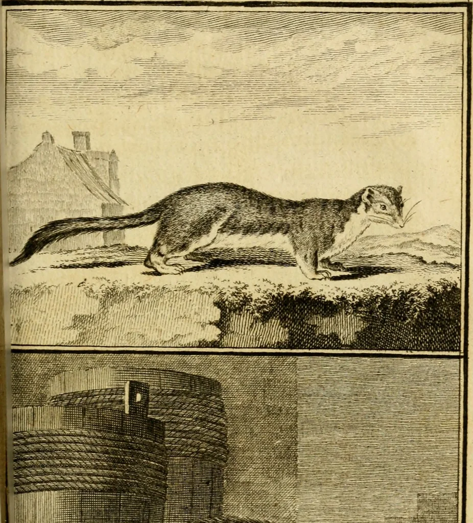 An illustration from Œuvres complètes de M. le C[om]te de Buffon ... : histoire des animaux quadrupèdes, 1775, leaf 320