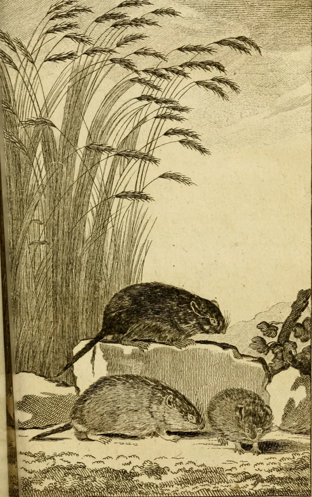 An illustration from Œuvres complètes de M. le C[om]te de Buffon ... : histoire des animaux quadrupèdes, 1775, leaf 350