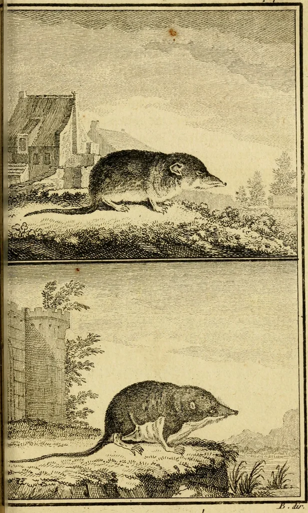 An illustration from Œuvres complètes de M. le C[om]te de Buffon ... : histoire des animaux quadrupèdes, 1775, leaf 366