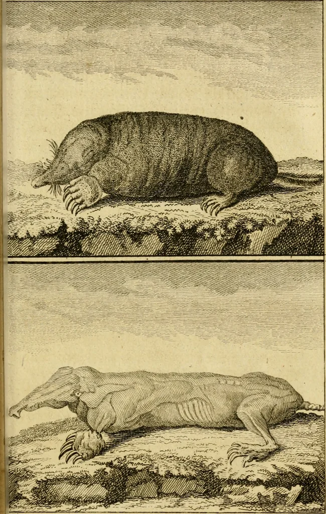 An illustration from Œuvres complètes de M. le C[om]te de Buffon ... : histoire des animaux quadrupèdes, 1775, leaf 376