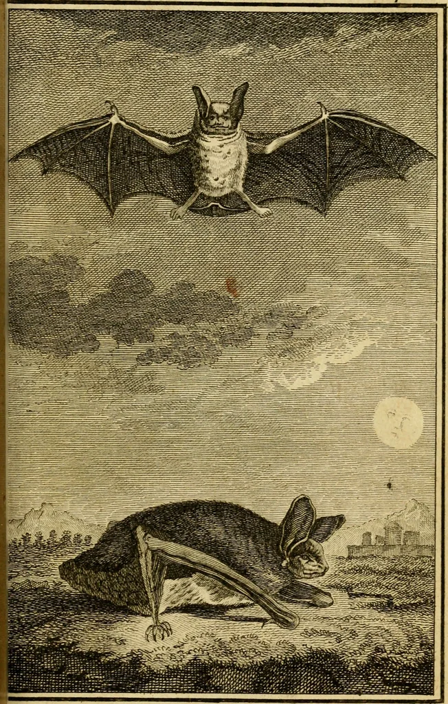 An illustration from Œuvres complètes de M. le C[om]te de Buffon ... : histoire des animaux quadrupèdes, 1775, leaf 390