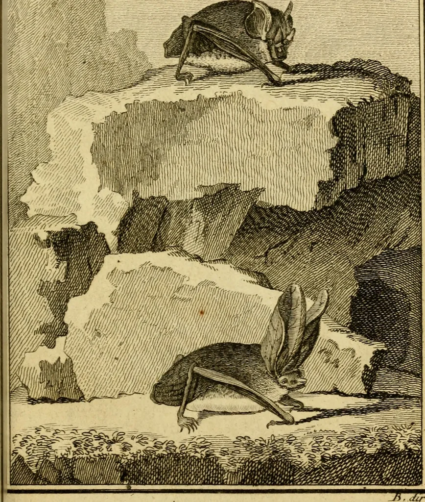 An illustration from Œuvres complètes de M. le C[om]te de Buffon ... : histoire des animaux quadrupèdes, 1775, leaf 392