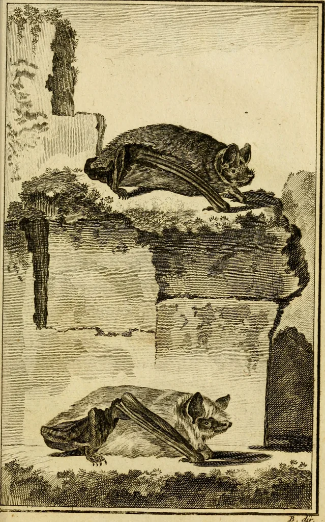 An illustration from Œuvres complètes de M. le C[om]te de Buffon ... : histoire des animaux quadrupèdes, 1775, leaf 394