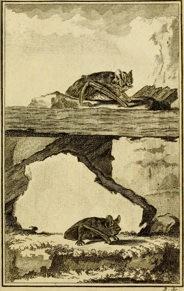 An illustration from Œuvres complètes de M. le C[om]te de Buffon ... : histoire des animaux quadrupèdes, 1775, leaf 396
